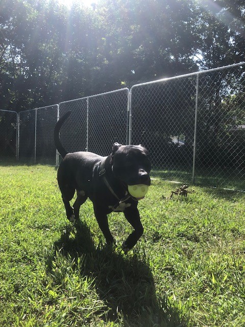 A black dog runs joyfully with a tennis ball in its mouth.