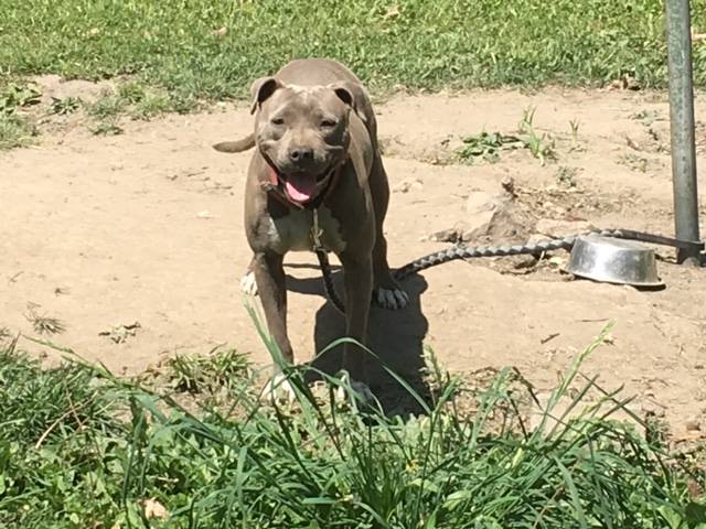 Grey pit bull with a chain standing on dirt with grass in the background