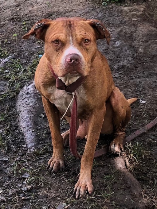 A brown dog with a red collar is sitting on muddy ground with its leash lying beneath it.