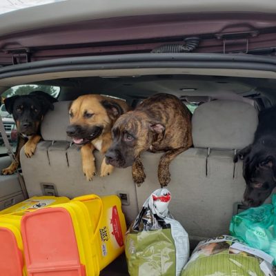 Dogs in backseat