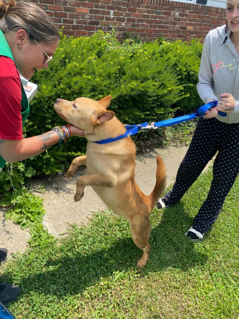 A brown dog on a blue leash jumping up towards a volunteer in a green vest