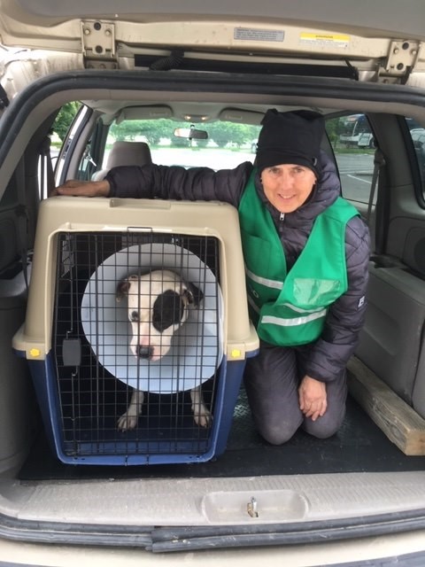 Volunteer in a green vest with a dog wearing a cone collar in a crate inside a vehicle