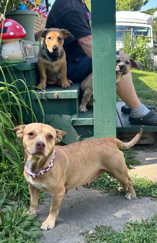 Three small dogs posing on and near outdoor stairs next to a seated person, with greenery and garden decoration nearby.