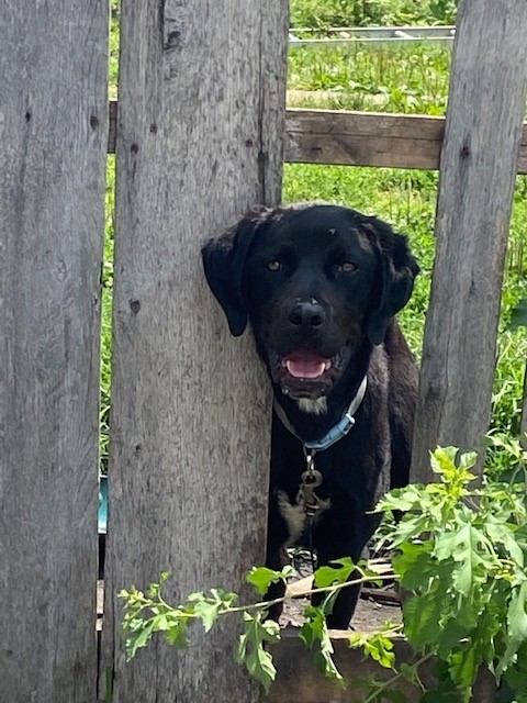 Black dog with a collar peeking through a wooden fence