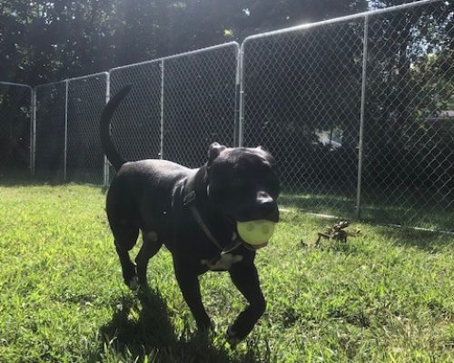 A black dog runs joyfully with a tennis ball in its mouth.