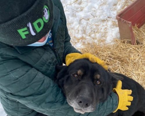 A volunteer in winter gear comforts a black dog in a snowy yard.