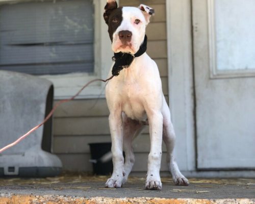 A dog on a front porch, ready for a new start with the help of FIDO's Neighborhood Outreach.