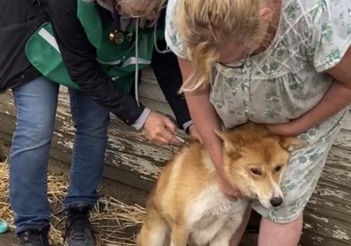 A volunteer and a woman tend to a nervous dog outside a home.