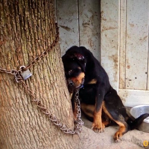 A chained and frightened dog in need of rescue, highlighting the critical work FIDO does to protect vulnerable animals.