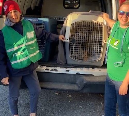 FIDO volunteers preparing a dog for transport in their outreach van, showcasing their commitment to helping pets in need.